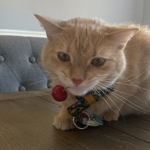 Meet your Posher, Angelina